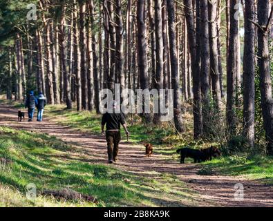John Muir Country Park, East Lothian, Schottland, Großbritannien. März 2020. Wetter in Großbritannien: Frühlingssonne ermöglicht es den Menschen, die Natur trotz sozialer Distanzierungen zu genießen. Menschen, die Hunde auf einem Fußweg durch die Pinien der Schotten spazieren Stockfoto