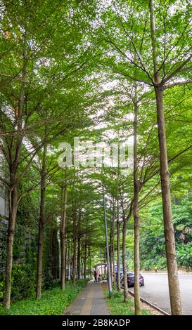 Von Bäumen gesäumte Straße Jalan Ceylon und Pflaster mit taktilen Pflastersteinen in Kuala Lumpur Malaysia. Stockfoto