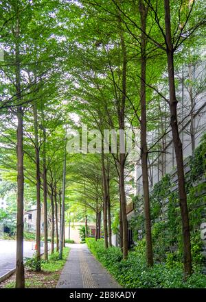 Von Bäumen gesäumte Straße Jalan Ceylon und Pflaster mit taktilen Pflastersteinen in Kuala Lumpur Malaysia. Stockfoto