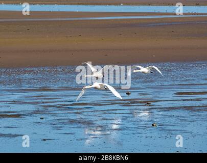 John Muir Country Park, East Lothian, Schottland, Großbritannien. März 2020. Wetter in Großbritannien: Tierwelt im Frühling Sonnenschein in der Tyne-Flussmünde mit Dutzenden von stumm schwänzenden Schwänen, die sich im Schal versammeln. Ein Paar Schwäne mit einem jungen Schwan, der fliegt Stockfoto