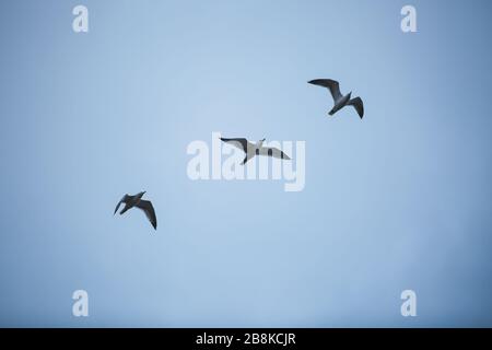 Drei Möwenvögel fliegen - mit blauem Himmelshintergrund Stockfoto