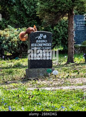 Rotes Kürbis, Sciurus vulgaris und blaue Enzianblüten im Frühling auf dem Friedhof Sophien ll Friedhof in Mitte, Berlin. Stockfoto