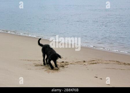 Schwarzer nasser und schmutziger Hund ​​digs im Strandsand. Stockfoto