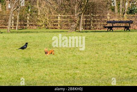 Harrogate, North Yorkshire, Großbritannien. März 2020. Keine Pflege auf der Welt. Ein kleiner Hund versucht, zwei Krähen im Stray Park im Zentrum von Harrogate abzuschrecken, die normalerweise an einem sonnigen Frühlingstag mit Menschen gefüllt wären, heute gibt es aber wegen des Coronavirus Ausbruchs nur wenige Hundegänger. Credit: ernesto rogata/Alamy Live News Stockfoto