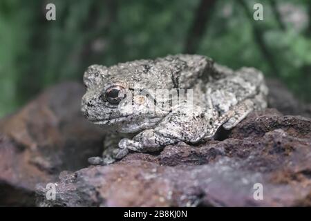 Nahaufnahme von grauem Baumfrosch, der auf Felsen steht Stockfoto