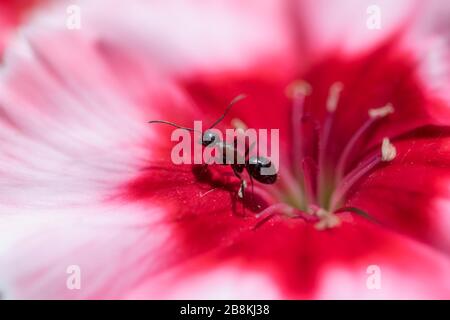 Extreme Nahaufnahme von Ameise im roten und rosafarbenen Blumenzentrum der Nelkenblüte Stockfoto