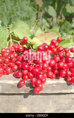 Rote Früchte des Viburnum opulus auf einem Holztisch. Rote Beeren aus Viburnum mit grünen Blättern Stockfoto