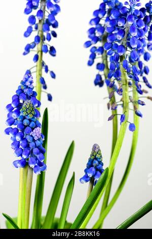 Muscari-Blumen mit glockenförmigen Knospen auf weißem Grund Stockfoto