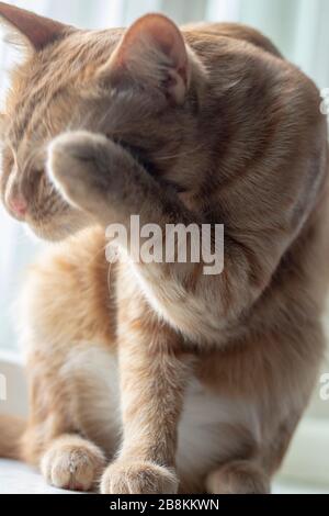 Die junge Hauskatze wäscht sich selbst, vertikales Foto. Stockfoto