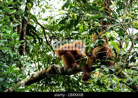 Oranguataner aus dem Semenggoh Naturreservat Stockfoto