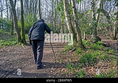 Rückansicht der stoopenden älteren Frau in dunkler Kleidung, die mit Stock auf dem Waldweg spazieren geht. Konzept brailzig, Alter, Einsamkeit, Verletzlichkeit. Stockfoto