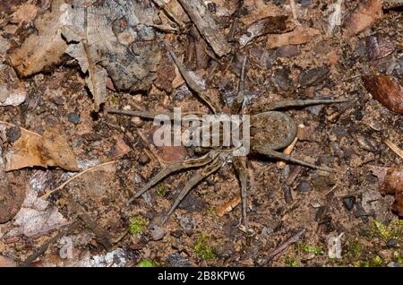 Wolf Spider, Hogna baltimoriana, Weiblich Stockfoto