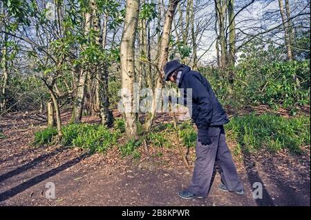 Seitenansicht der stoopierenden älteren Frau in dunkler Kleidung, die mit Stock auf dem Waldweg spazieren geht. Konzept brailzig, Alter, Einsamkeit, Verletzlichkeit. Stockfoto