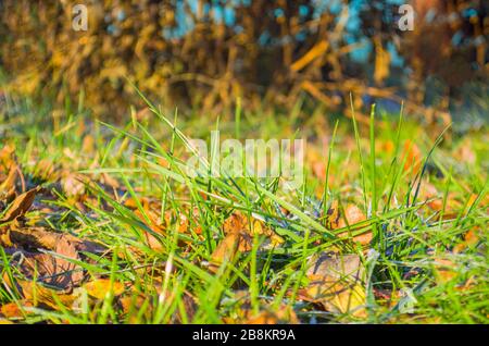 Der Teppich des Herbstes liegt auf grünem Gras Stockfoto