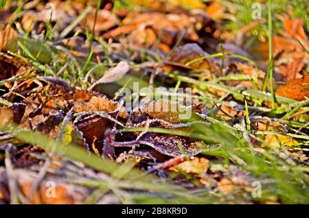 Frostiger Herbstmorgen. Farbenfrohe Herbstblätter mit Froststaub. Stockfoto