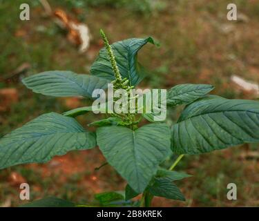 Nahaufnahme eines grünen Amaranth (Amaranthus viridis), eines grünen, in Südindien beliebten Gemüses. Stockfoto