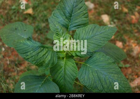 Draufsicht auf einen grünen Amaranth (Amaranthus viridis), ein in Südindien beliebtes Blattgemüse. Stockfoto