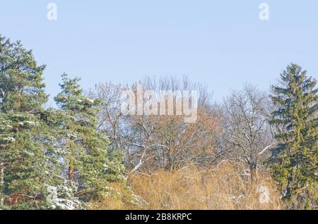 Winterlandschaft mit verschiedenen Baumtypen Stockfoto