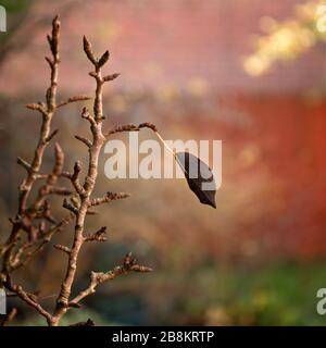 Ein einziges verbleibendes Blatt auf einem Birnenbaum, in einem herbstlichen englischen Garten. Stockfoto