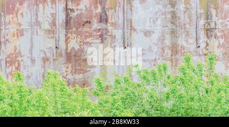 Alte Roststruktur aus Metalleisen. Roststruktur aus nächster Nähe. Rostige Metallhintergrund. Grüne Blätter auf Eisenrost Stockfoto