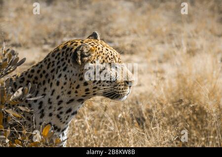 Profilporträt von Leopard im Kruger Nationalpark, Südafrika; Specie Panthera pardus Familie der Feliden Stockfoto