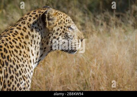 Profilporträt von Leopard im Kruger Nationalpark, Südafrika; Specie Panthera pardus Familie der Feliden Stockfoto