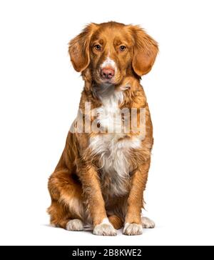 Sitzender Nova Scotia Duck Tolling Retriever Hund, isoliert auf weiß Stockfoto