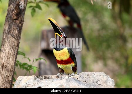 Aracari castanho (Pteroglossus castanotis) - Pantanal, Mato Grosso, Brasilien Stockfoto
