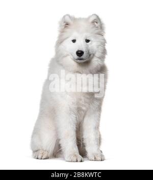 Sitzender weißer samoyed Hund, isoliert auf Weiß Stockfoto