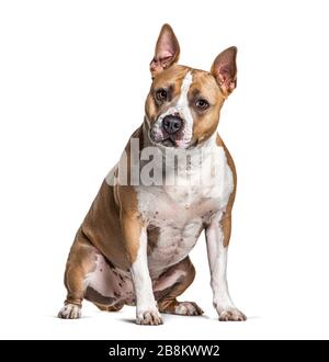 American Staffordshire Terrier sitzend, isoliert auf weiß Stockfoto