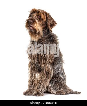 Ausdrucksstarker Korthals Griffon Hund, isoliert auf Weiß Stockfoto