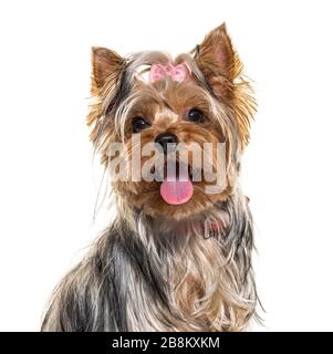 Nahaufnahme eines auf Weiß isolierten panierenden yorkshire Terrier Hundes Stockfoto