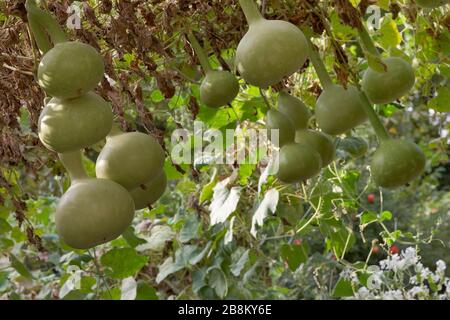 Frische Flasche Gourd, Calabash, Ziergourd Farm in der Erntesaison Stockfoto