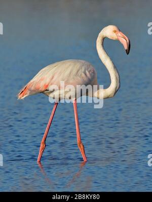 Rosa Flamingo im Teich Stockfoto