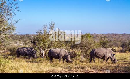 Drei südweiße Nashörner weiden in Savanne im Kruger Nationalpark, Südafrika; Specie Ceratotherium simum Simum Familie der Rhinocerotidae Stockfoto