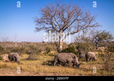 Drei südweiße Nashörner weiden in Savanne im Kruger Nationalpark, Südafrika; Specie Ceratotherium simum Simum Familie der Rhinocerotidae Stockfoto