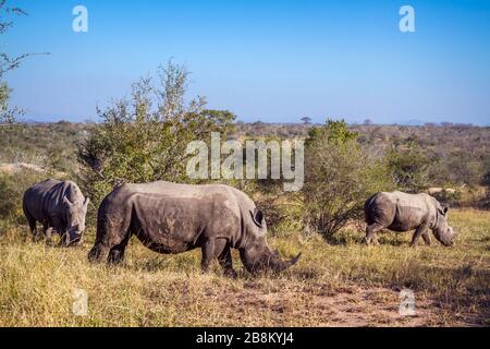 Drei südweiße Nashörner weiden in Savanne im Kruger Nationalpark, Südafrika; Specie Ceratotherium simum Simum Familie der Rhinocerotidae Stockfoto