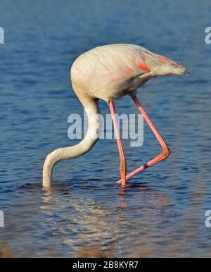 Pink Flamingo füttert im See Stockfoto