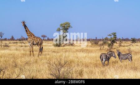 Giraffe und Ebenen Zebra in trockener Savannenlandschaft im Kruger Nationalpark, Südafrika; Specie Giraffa camelopardalis Familie der Giraffiden Stockfoto