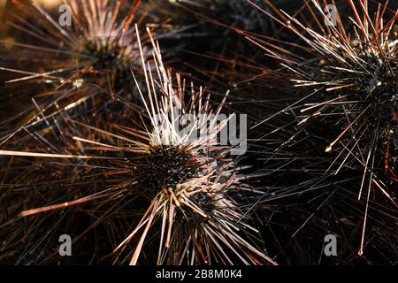 Seeigel an Land. Gefährliche Meeresbewohner mit Dornen. Gefahr bei einem Strandurlaub. Eine Kugel von Nadeln Stockfoto