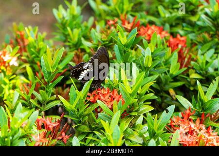 Unglaublich schöner Tag tropischer Schmetterling Papilio maackii bestäubt Blumen. Schwarz-weißer Schmetterling trinkt Nektar aus Blumen. Farben und Schönheit von Stockfoto