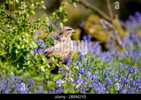 Ein Bussard auf dem Boden nach einem Tauchgang nach Beute und auf dem Blick heraus. Es ist von Bläugeln umgeben Stockfoto