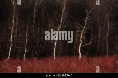 Graue Birchstämme und bluberrote Sträucher Feld im Herbst Stockfoto