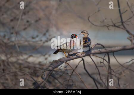 Wood Ducks Paar auf Baumzweig Sonnenbaden am frühen Morgen Licht Stockfoto