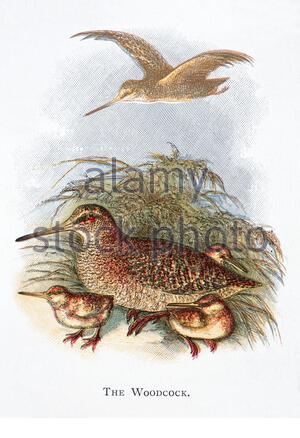 Woodcock (Scolopax rusticola), klassische Illustration, die 1898 veröffentlicht wurde Stockfoto