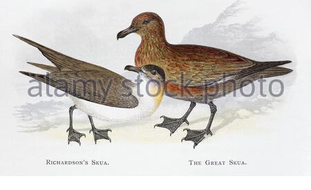 Richardsons Skua (Stercorarius parasiticus), Great Skua (Stercorarius skua), klassische Illustration, die 1898 veröffentlicht wurde Stockfoto