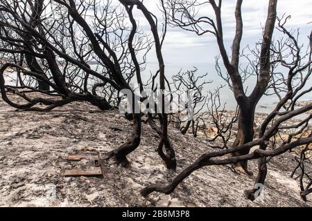 Verbrannte Bäume an der Küste, die beim Torfbrand im Cape Conran Coastal Park am 24. Februar 2020 in East Gippsland, Victoria, Australien zerstört wurden. Das Gebiet wurde bei den Flächenbränden 2019 verwüstet und erholt sich langsam, wenn die Pflanzen mit dem Auslaufen beginnen. Stockfoto