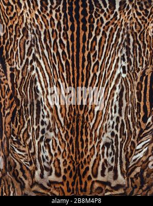 Schöne Leopardenhaut Stockfoto