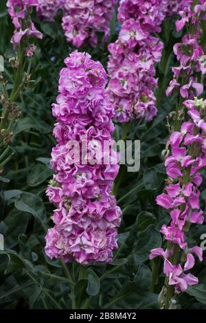 Hyazinthe blüht auf einem Feld von Gras Stockfoto