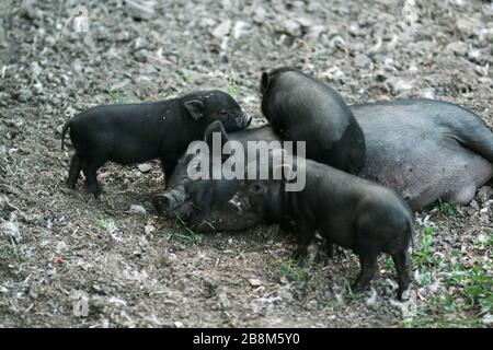 Vietnamesisches schwarzes Schwein mit Bast. Herbivore Schweine. Stockfoto